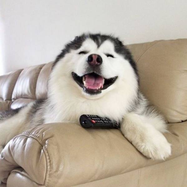 A Siberian Husky sitting on the couch while smiling with a remote near to its paws