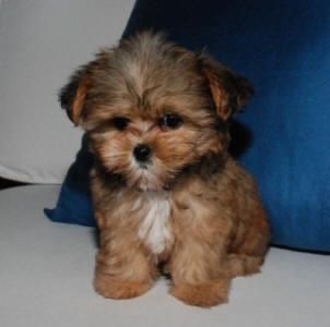 A Havanese puppy sitting on the bed