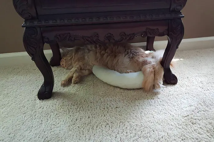 A Maine Coon Cat lying on its bed under the chair