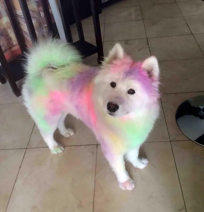 A Samoyed Dog with its fur dyed in rainbow colors while standing on the floor