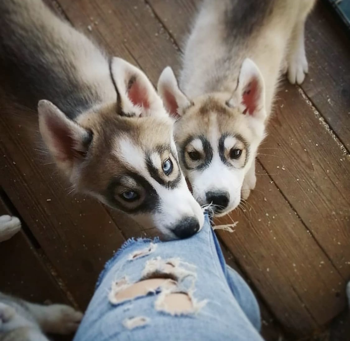 two Husky puppies pulling the jeans of the woman