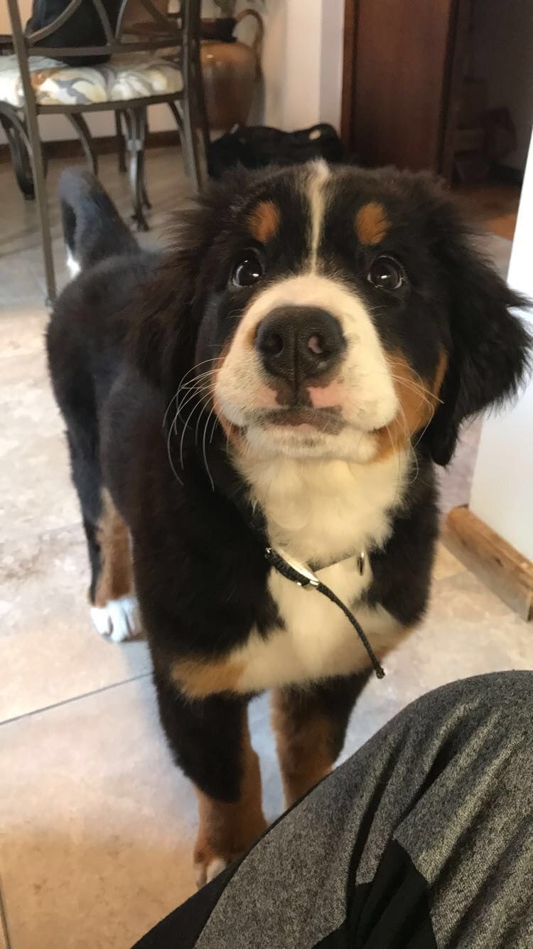 Bernese Mountain Dog looking up with its begging face
