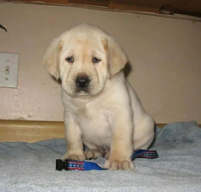 A Labrador puppy sitting on the bed with its sad face