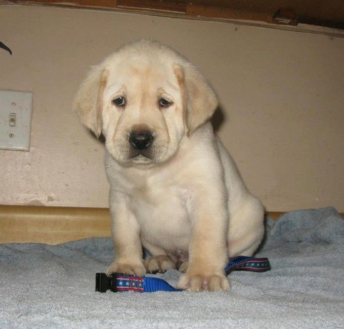 A Labrador puppy sitting on the bed with its sad face