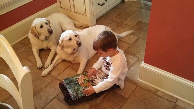 two Labradors lying on the floor while looking at the young boy sitting beside them reading his book