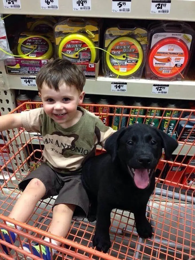 A young boy sitting inside the push cart beside a black Labrador puppy