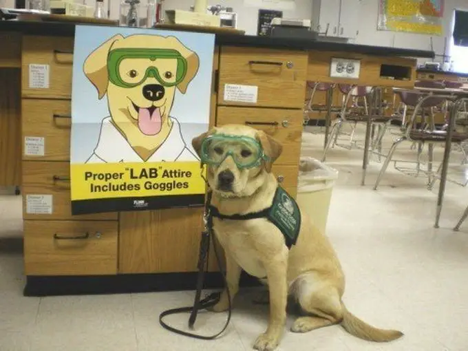A yellow Labrador puppy wearing green glasses and a harness sitting on the floor with its portrait stuck on the cabinet behind him