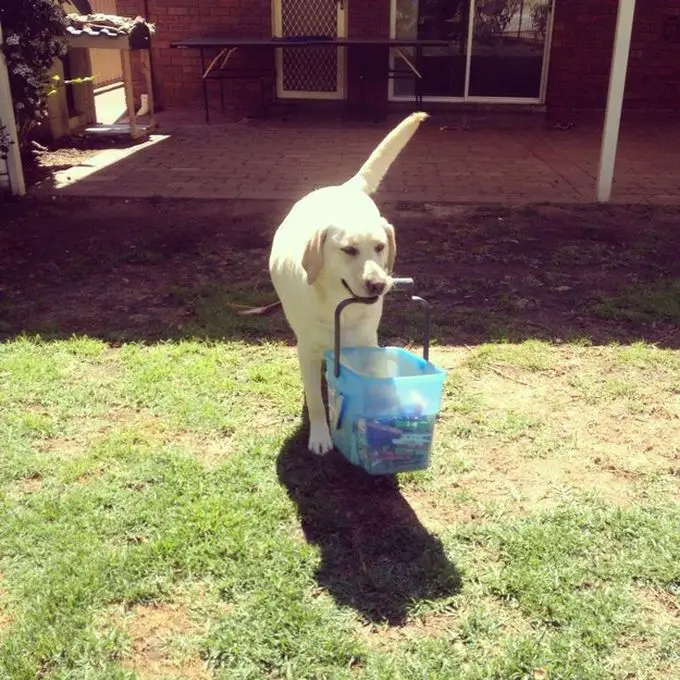 A Labrador walking in the yard while carrying a basket full of things