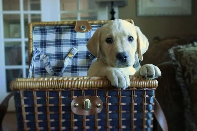 A Labrador inside a blue wicker basket