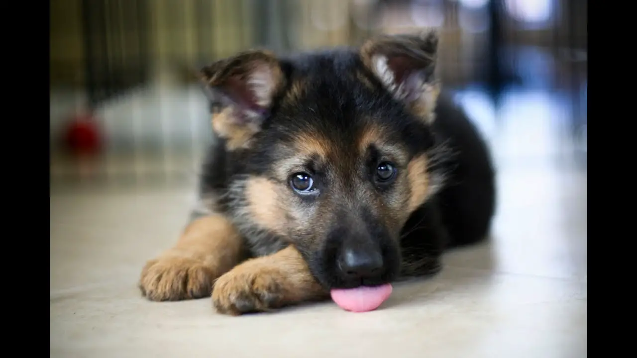 A German Shepherd puppy lying on the floor with its tongue sticking out