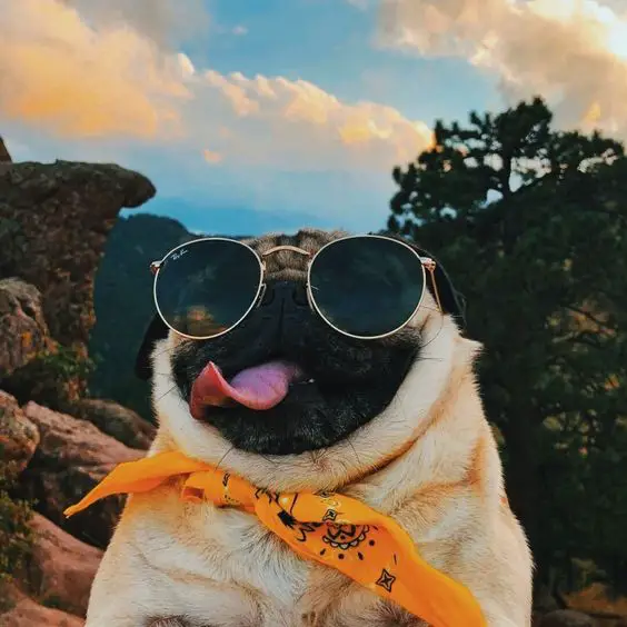 Pug wearing a yellow scarf and sunglasses