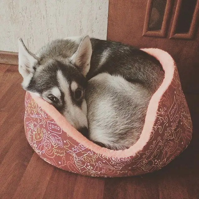A Husky curled up sleeping in its bed