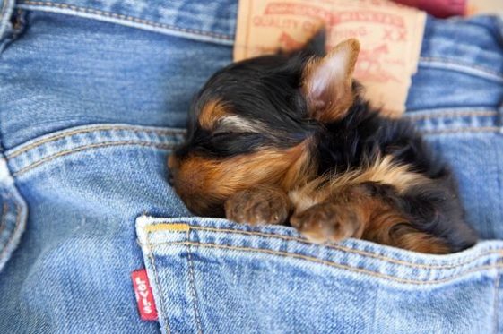 Yorkshire Terrier sleeping in a pocket