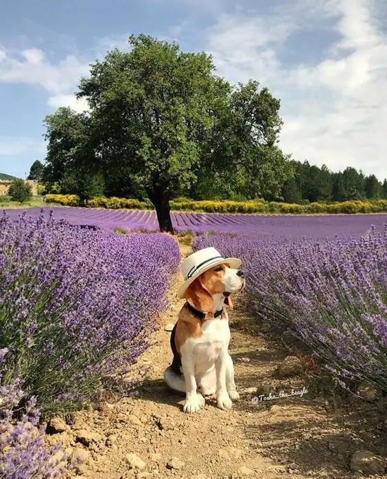 Beagle sitting in the middle of the field of lavender