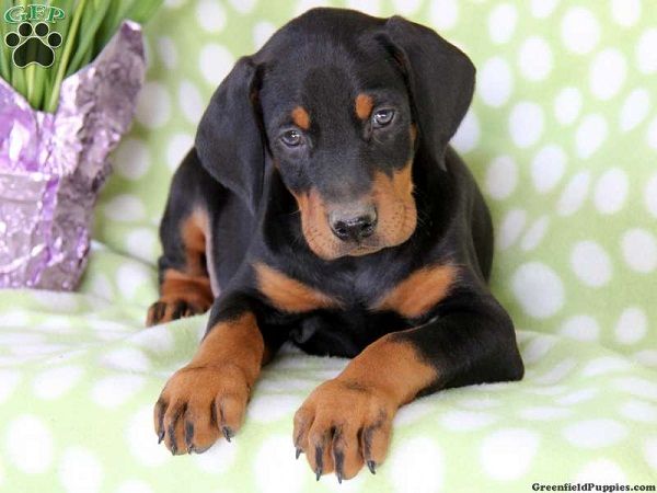 Rotterman puppy lying on the couch