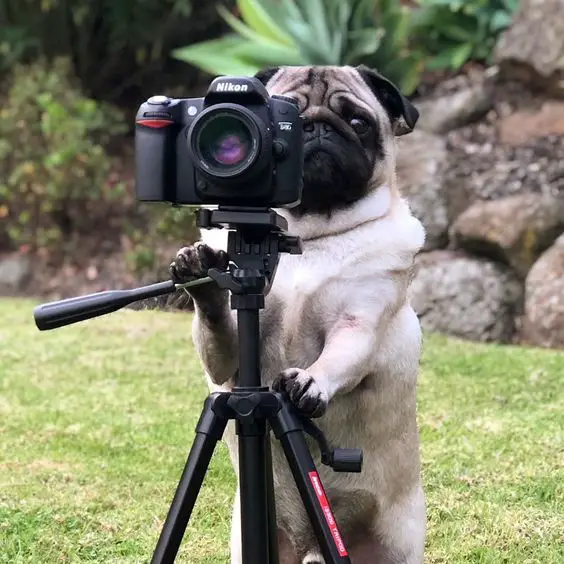 Pug behind the camera in stand