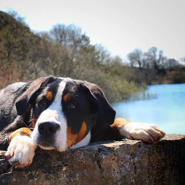 A Great Swiss Mountain Dog lying on top of concrete by the lake