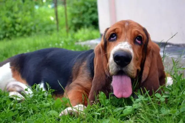 Best Basset Hound puppy lying down on the green grass while looking up with its mouth open and tongue out