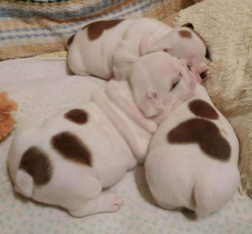 three English Bulldog puppies sleeping in their bed