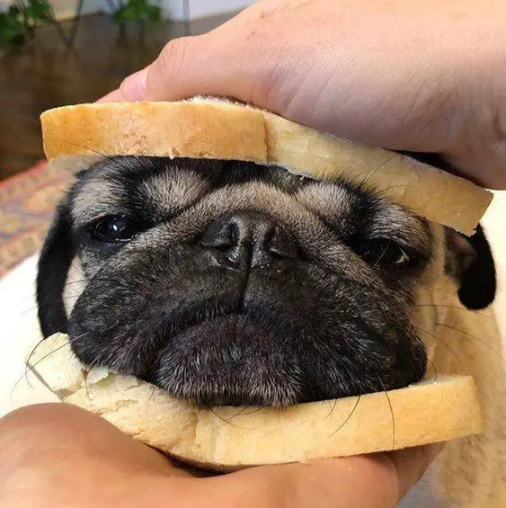 Pug face in sandwich