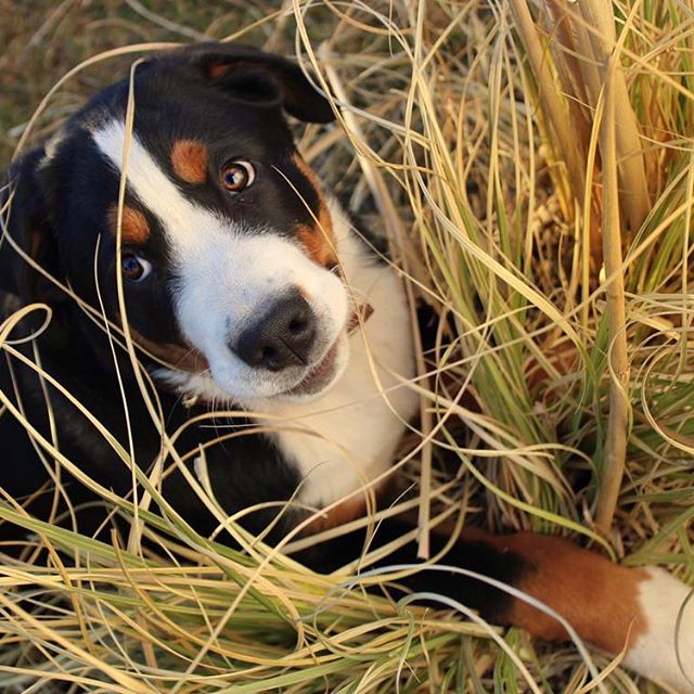 A Great Swiss Mountain puppy lying in the grass