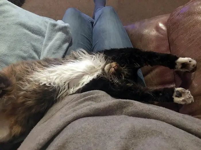 A Maine Coon Cat lying on its back with its front legs stretched up on the lap of a woman sitting on the couch