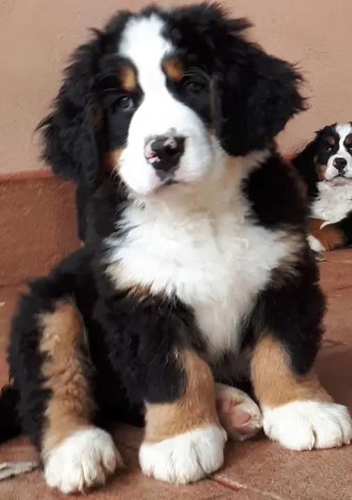 A Bernese Mountain Dog sitting on the floor with another Bernese Mountain Dog lying down behind him