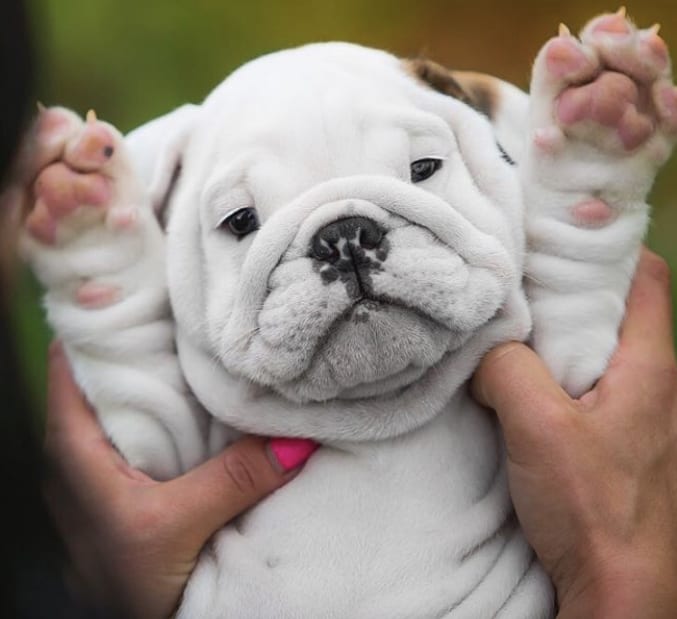 holding up a white English Bulldog Puppy