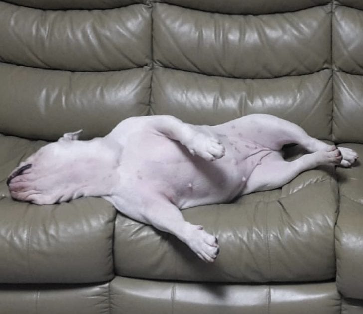 An English Bulldog lying on the couch