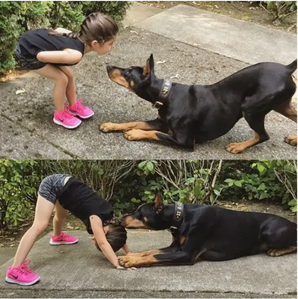 A Doberman Pinscher playing with a young girl while lying on the pavement