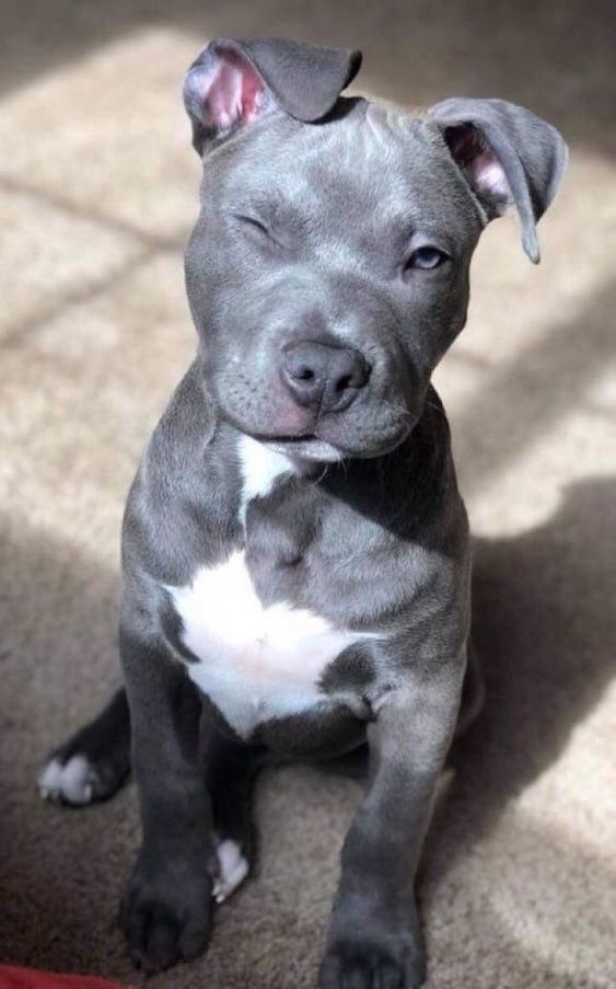 Pitbull winking under the sunlight