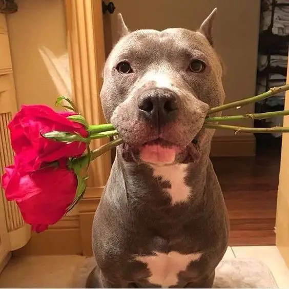 Pitbull sitting on the floor with roses on its mouth