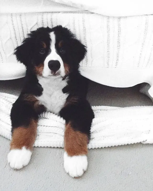 Bernese Mountain Dog lying down under the bed