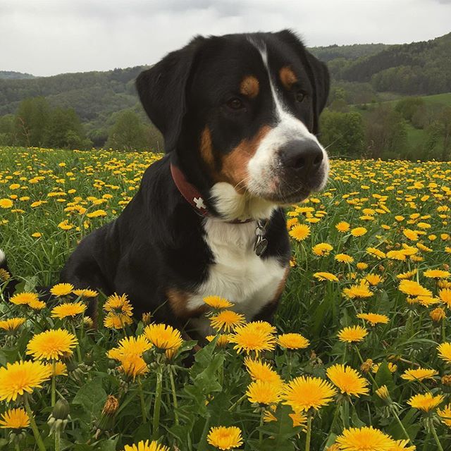 A Great Swiss Mountain Dog sitting in the field of dandelions
