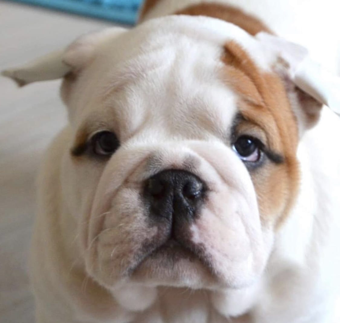 English Bulldog Puppy with its tired face
