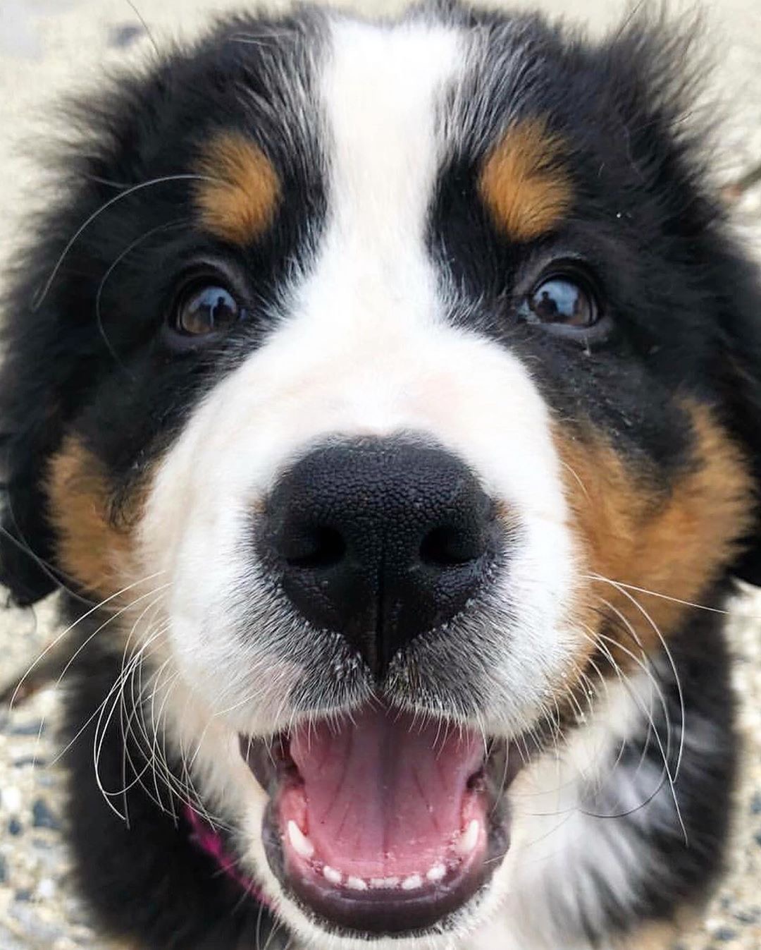 close up happy face of a Bernese Mountain Dog sitting on the pebbles