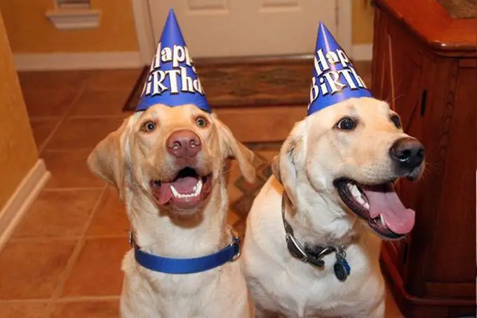 two Labradors sitting on the floor while wearing a birthday cone hat
