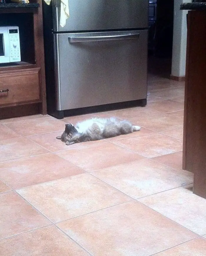 A Corgi lying on its back flat on the floor and sleeping