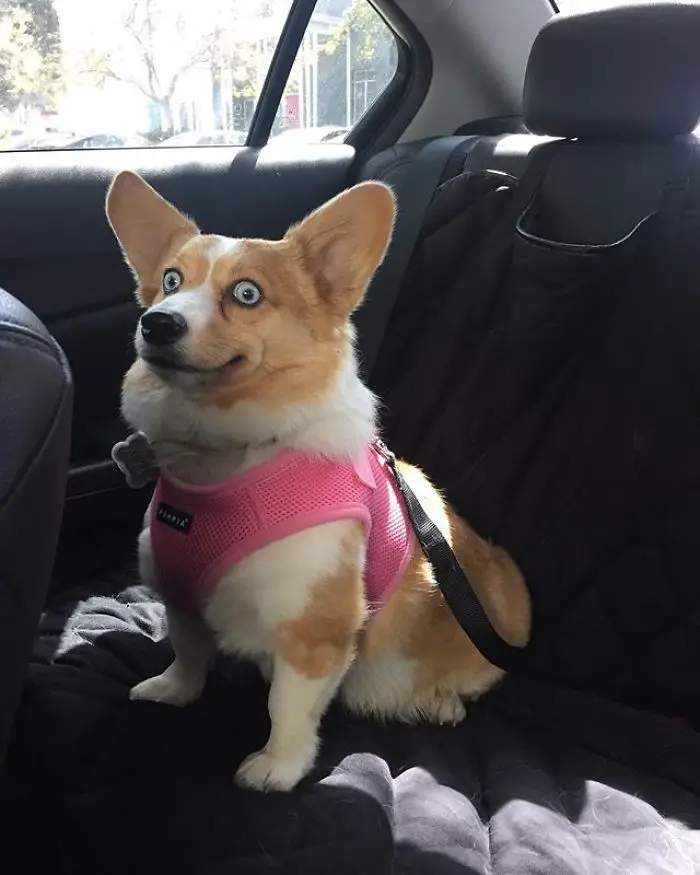 A Corgi sitting in the backseat with its big round surprised eyes
