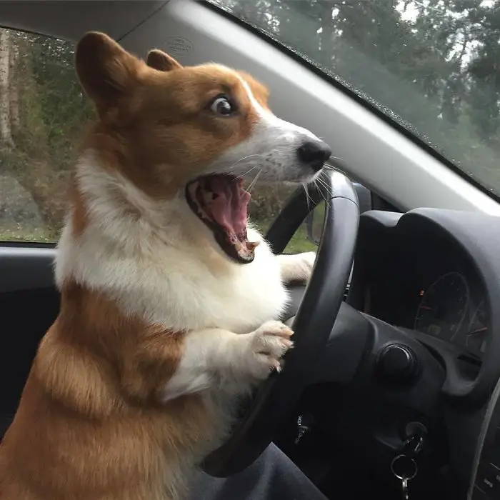 A Corgi standing in the driver's seat while leaning towards the steering wheel with its mouth wide open