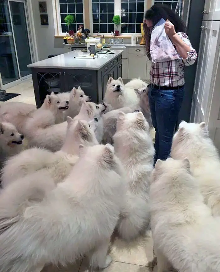 A pack of Samoyed Dog looking up at the woman holding food while standing in front of them in the kitchen
