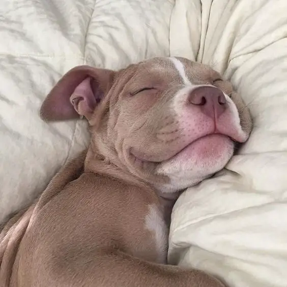 Pitbull sleeping soundly in bed