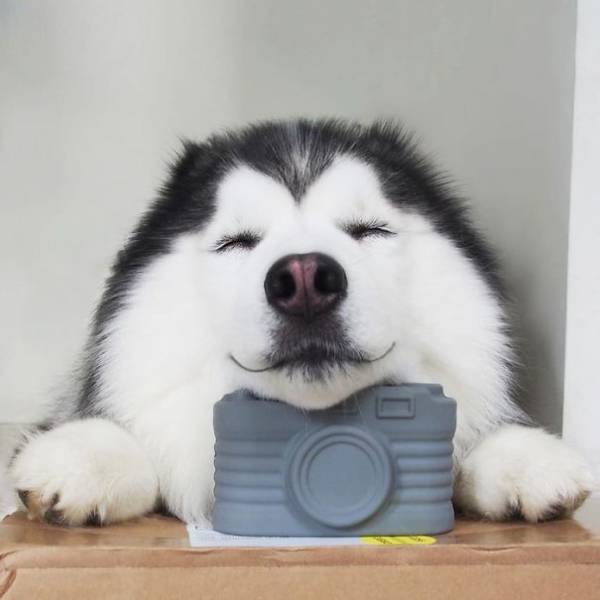 A lying on the floor with its sweet face placed on top of a camera toy