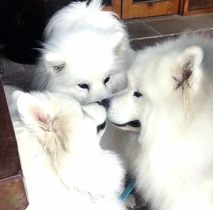 three Samoyed Dogs smelling the mouths of each other