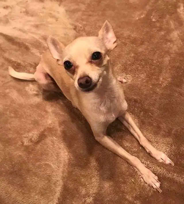 A Chihuahua lying on the floor with its sweet face