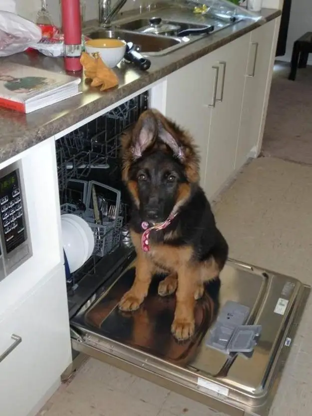 A German Shepherd puppy sitting on top of the cover of the dishwasher in the kitchen