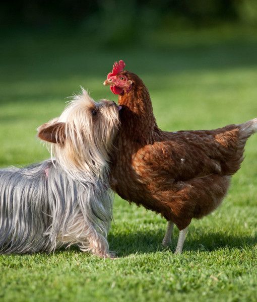 Yorkshire Terrier and a chicken in the lawn
