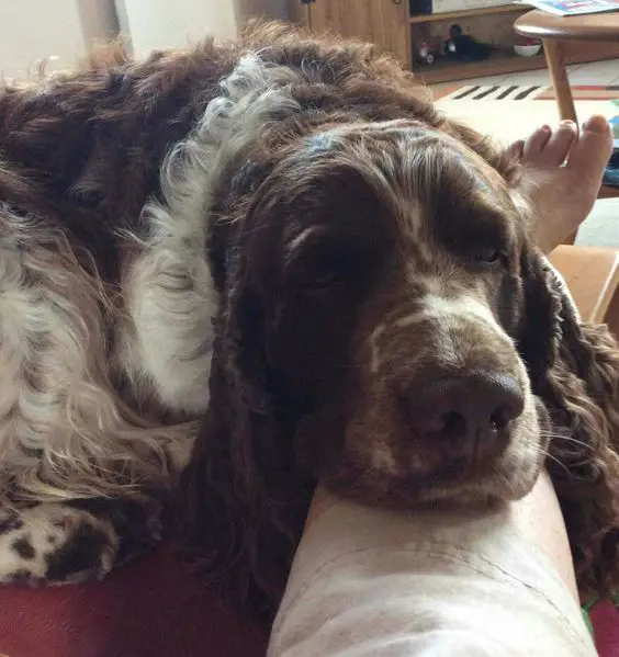 Springer Spaniel lying on the couch with its head on top of its owner's leg