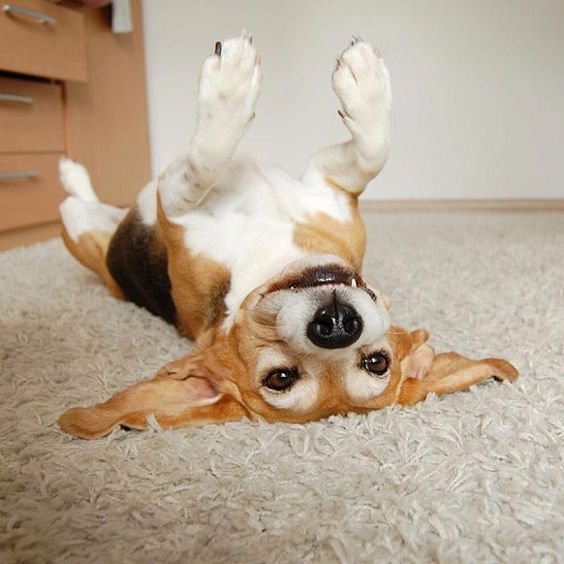 Beagle lying on its back on the floor