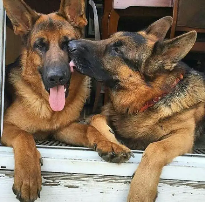 A German Shepherd dog licking the face of another German Shepherd dog